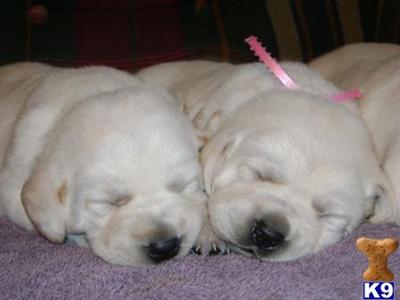 COMING SOON Family Raised Puppies